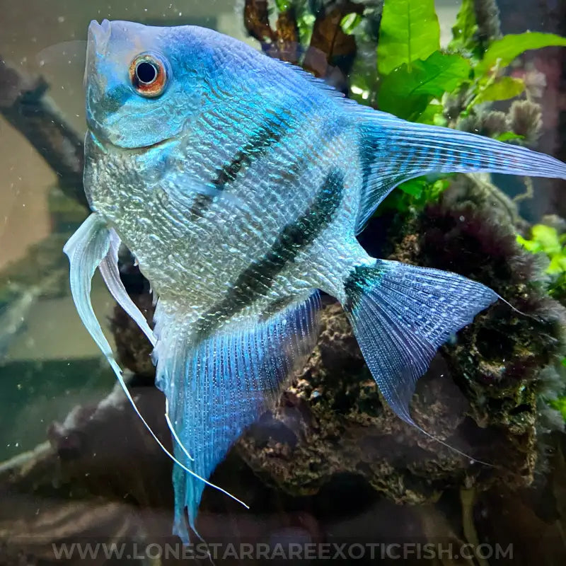 Philippine Blue Angelfish For Sale Online | Lone Star Rare
