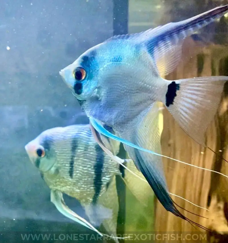 Philippine Blue Angelfish For Sale Online | Lone Star Rare Exotic Fish Co.