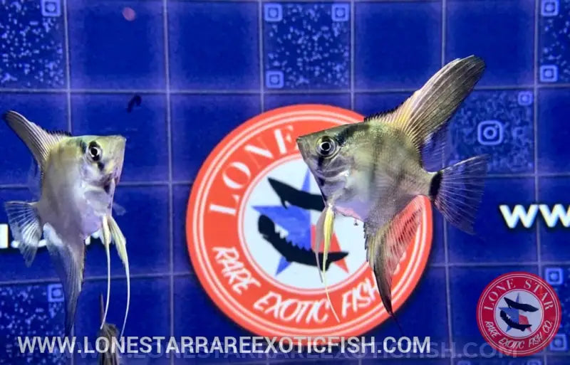 Philippine Blue x Manacupuru Angelfish For Sale Online | Lone Star Rare Exotic Fish Co.