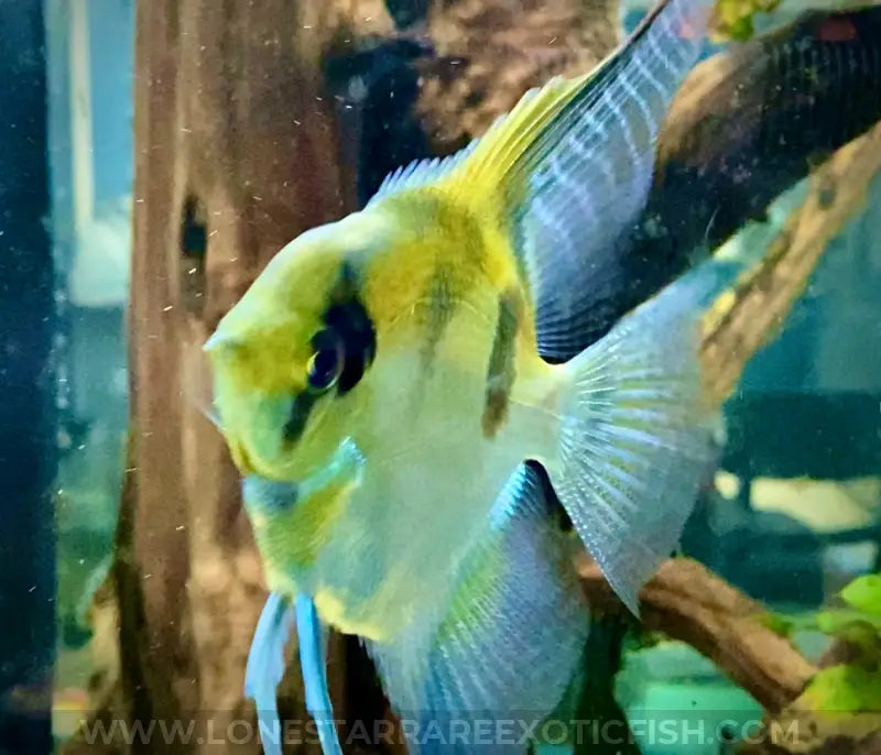 Philippine Blue x Manacupuru Angelfish For Sale Online | Lone Star Rare Exotic Fish Co.