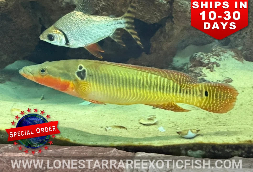 Zebrina Pike Cichlid / Crenicichla zebrina (Special Order)