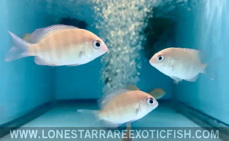 Pinstripe Damba Cichlid / Paretroplus Menarambo Live Freshwater Tropical Fish for Sale Online