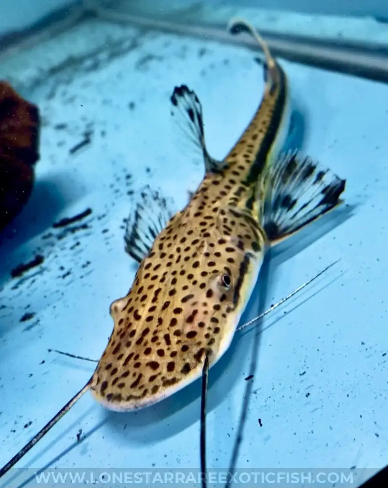Planicep “Firewood” Catfish For Sale Online | Lone Star Rare Exotic Fish Co.