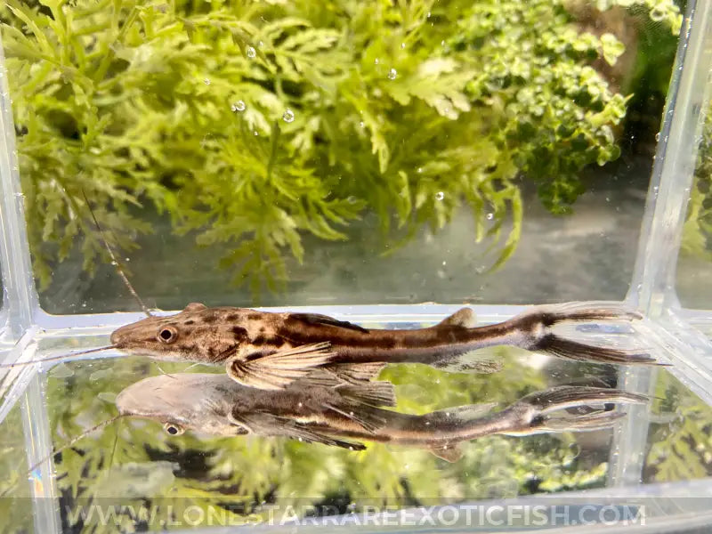 Planicep “Firewood” Catfish For Sale Online | Lone Star Rare Exotic Fish Co.