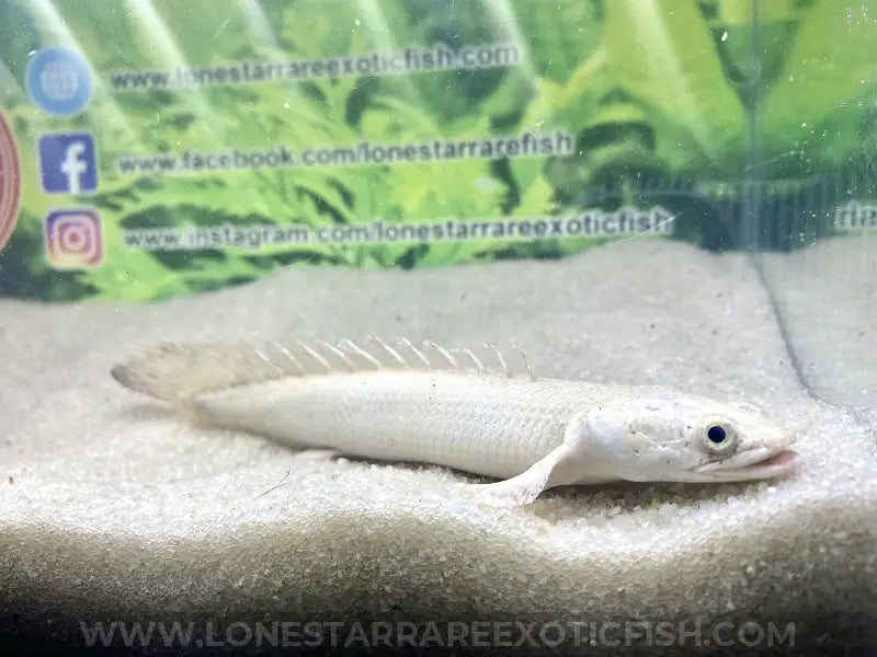 Platinum Endlicheri Bichir For Sale Online | Lone Star Rare Exotic Fish Co.