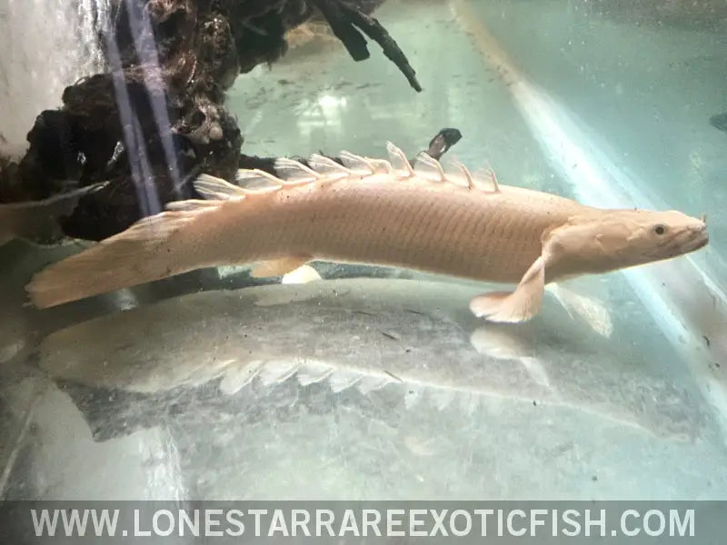 Bischer Fish Polypterus Bichirs For Sale Online | Lone Star Rare Exotic Fish Co.