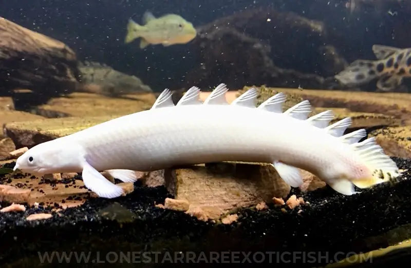 Platinum Senegal Bichir / Polypterus senegalus For Sale Online | Lone Star Rare Exotic Fish Co.