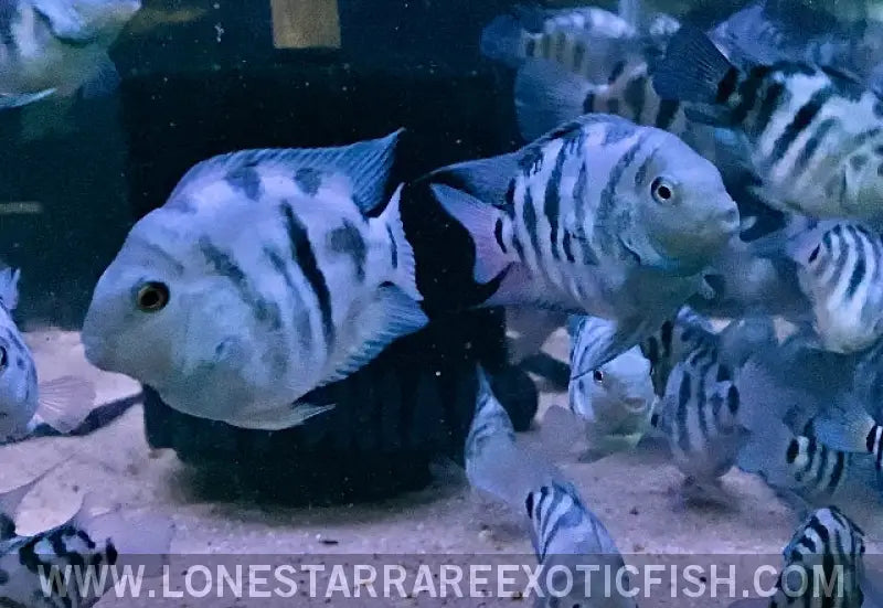 Polar Blue Parrot Cichlid / Cichlasoma Hybrid for Sale Online