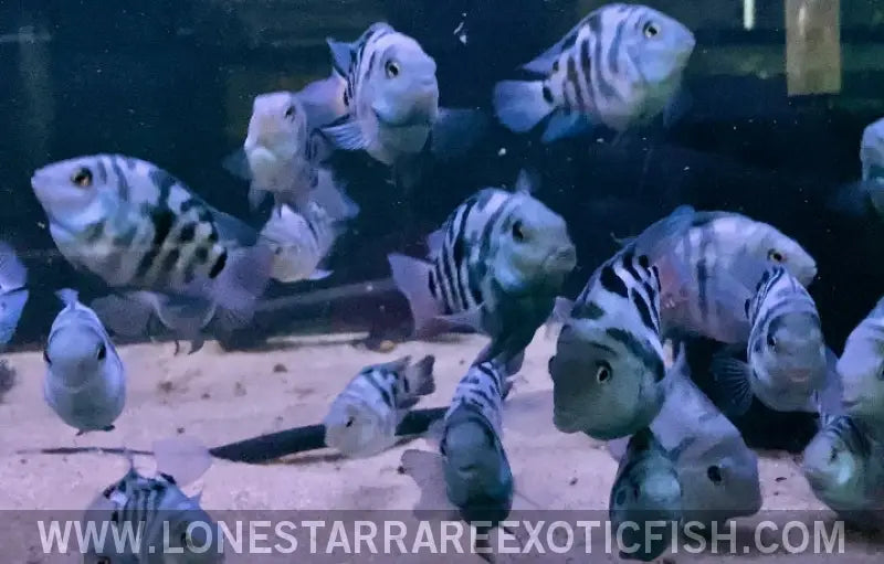 blue polar fish Polar