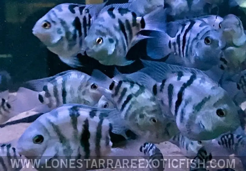 Polar Blue Parrot Cichlid / Cichlasoma Hybrid Live Freshwater Tropical Fish for Sale Online