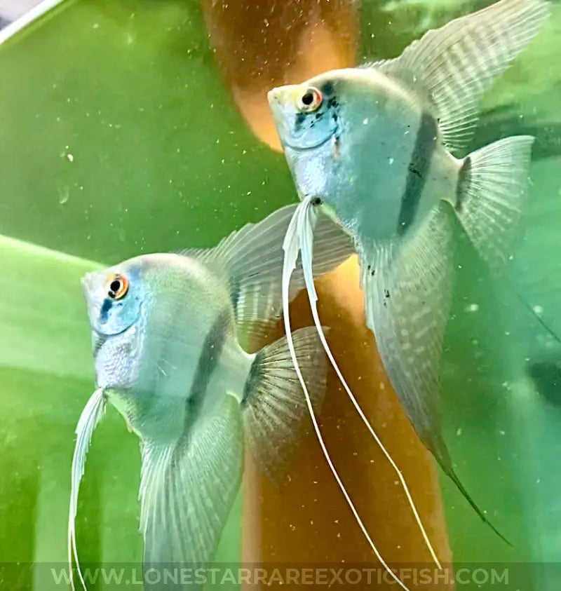 Proven Pair - Wide Fin Philippine Blue Angelfish - WYSIWYG