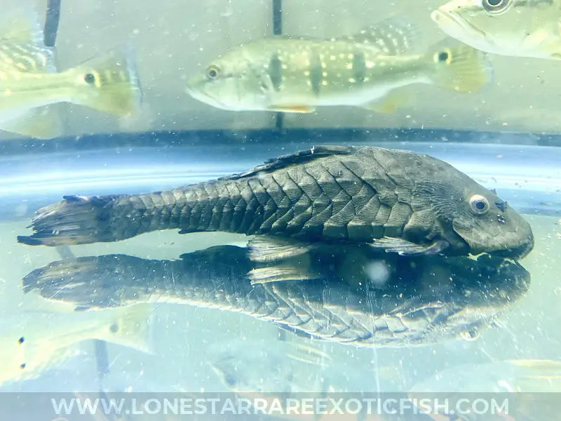 Pseudorinelepis Genibarbis / Black Pinecone Pleco For Sale Online | Lone Star Rare Exotic Fish Co.