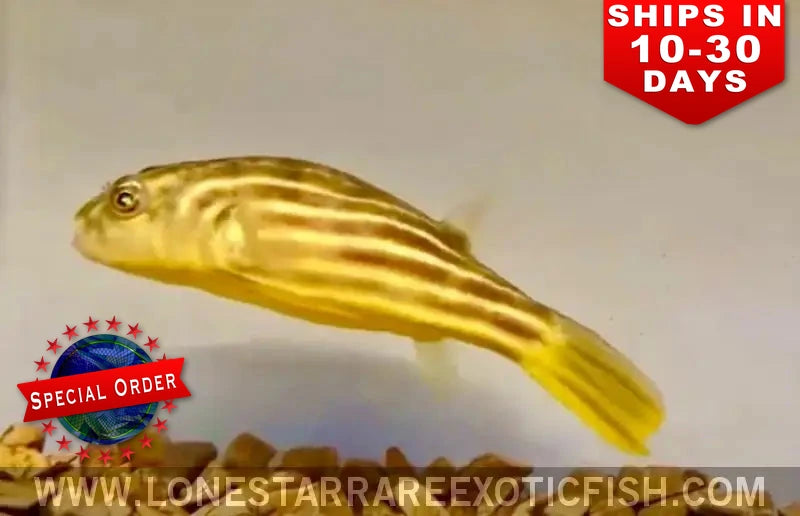Red line Fahaka puffer (Tetraodon lineatus) showing its gold and dark lengthwise stripes