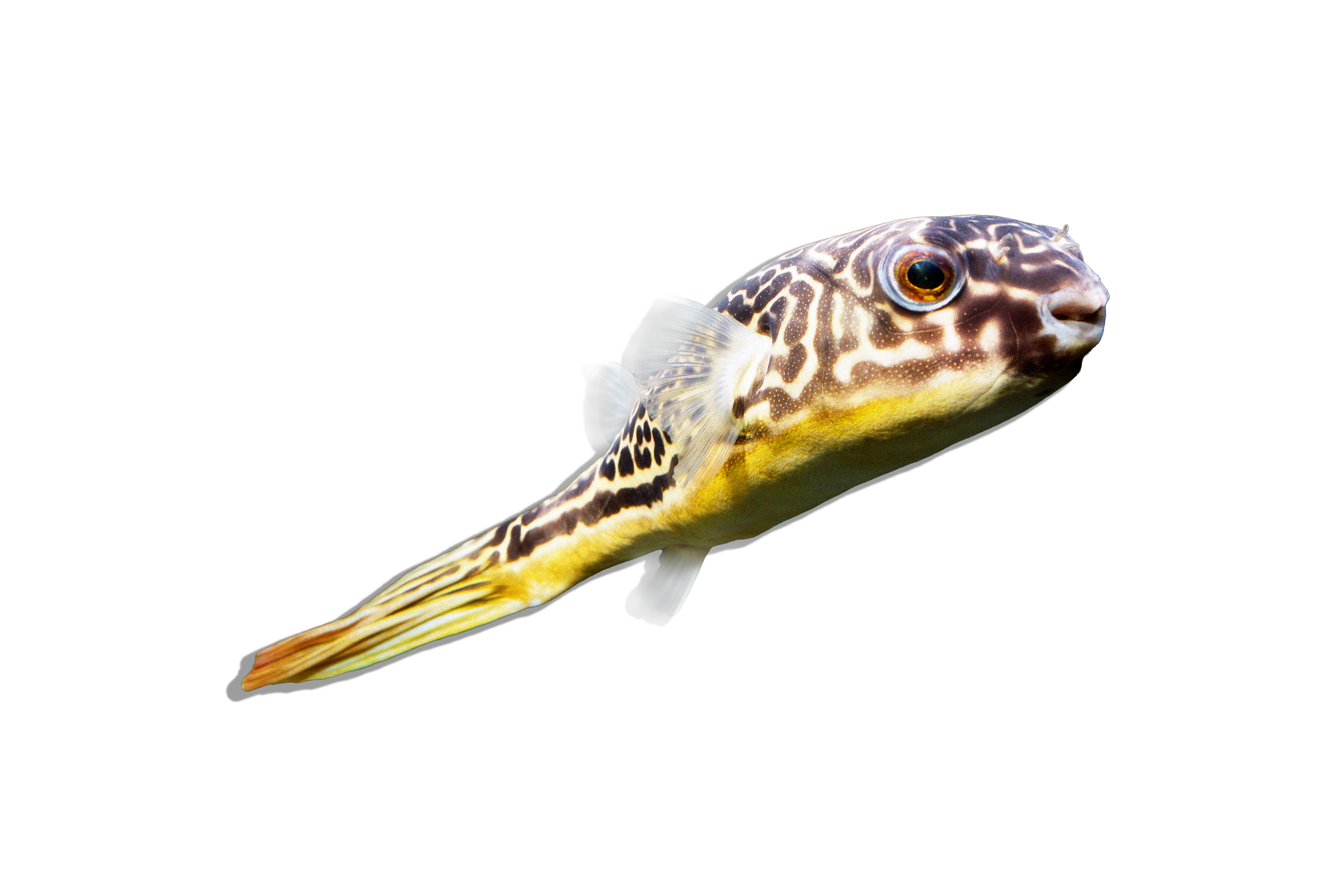 Goonch Catfish / Bagarius Yarrelli for Sale Online | Live Freshwater ...