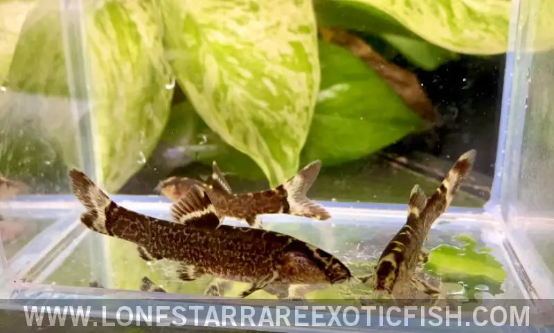 Purple Imperial Loach / Leptobotia Taeniops Live Freshwater Tropical Fish for Sale Online