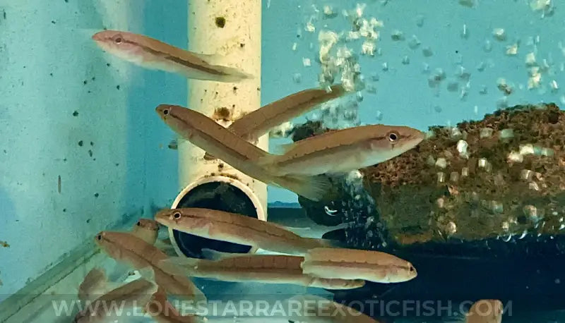 Red Atabapo Fire Pike Cichlid / Crenicichla sp. ‘Atabapo I’ For Sale Online | Lone Star Rare Exotic Fish Co.