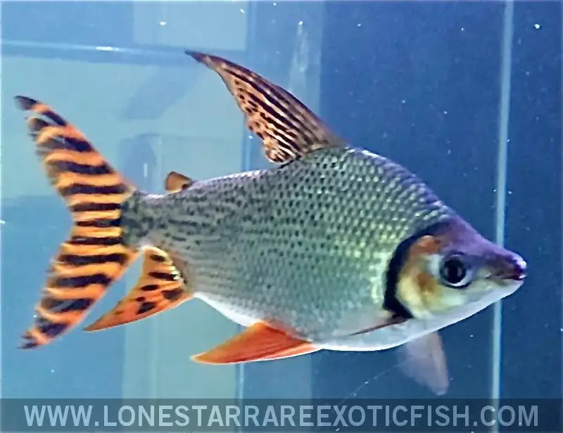 Flagtail Red Flagtail Prochilodus / Semaprochilodus Taeniurus For Sale Online ...