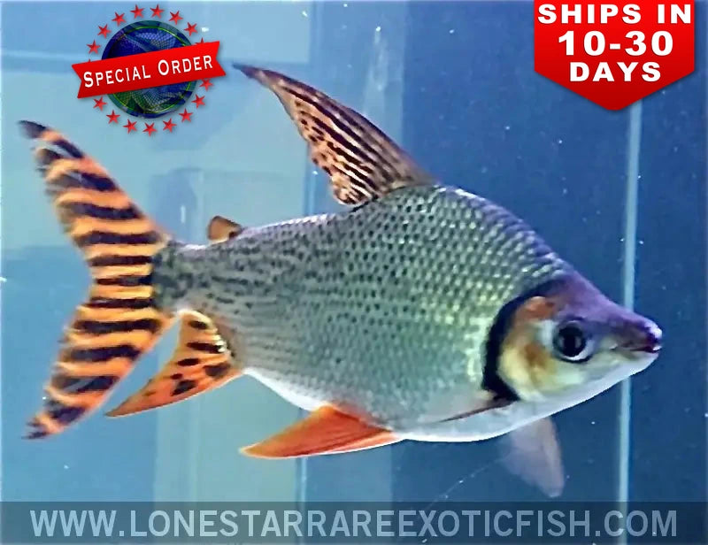 Red Flagtail Prochilodus / Semaprochilodus Taeniurus (special Order) Live Freshwater Tropical Fish for Sale Online