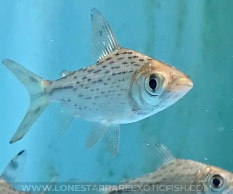 Red Flagtail Prochilodus / Semaprochilodus taeniurus For Sale Online | Lone Star Rare Exotic Fish Co.