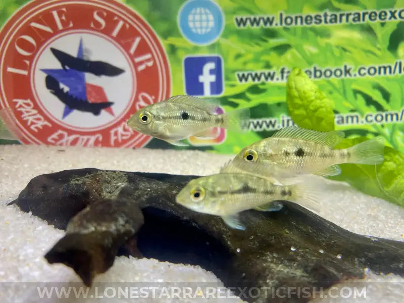 Red Head Bahia Eartheater Cichlid / Geophagus sp. For Sale Online | Lone Star Rare Exotic Fish Co.