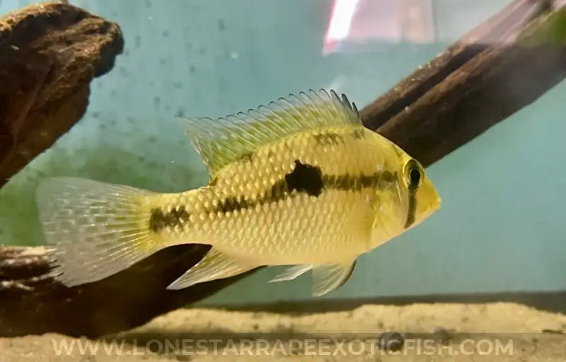 Red Head Bahia Eartheater Cichlid / Geophagus sp. For Sale Online | Lone Star Rare Exotic Fish Co.