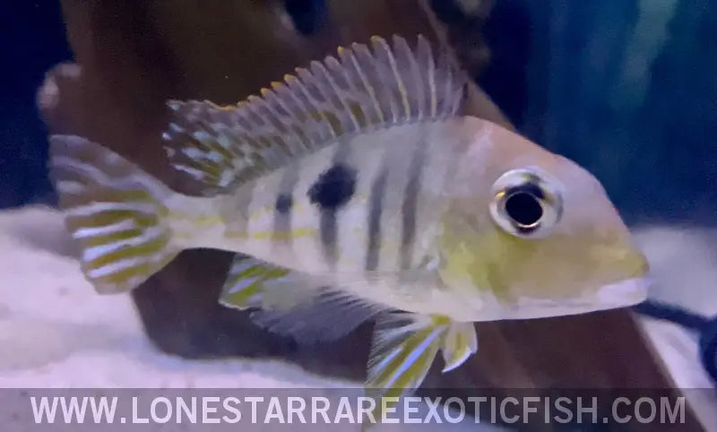 Red Head Tapajos Eartheater Cichlid / Geophagus Sp. Live Freshwater Tropical Fish for Sale Online