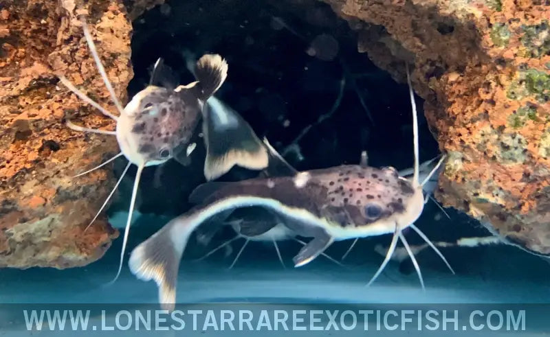 Redtail Catfish / Phractocephalus Hemioliopterus Live Freshwater Tropical Fish for Sale Online