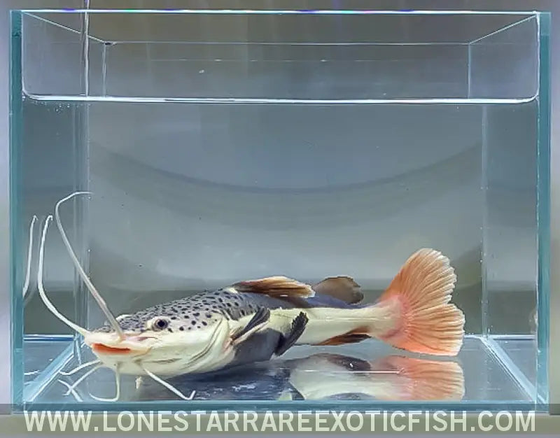 Redtail Catfish / Phractocephalus Hemioliopterus Live Freshwater Tropical Fish for Sale Online