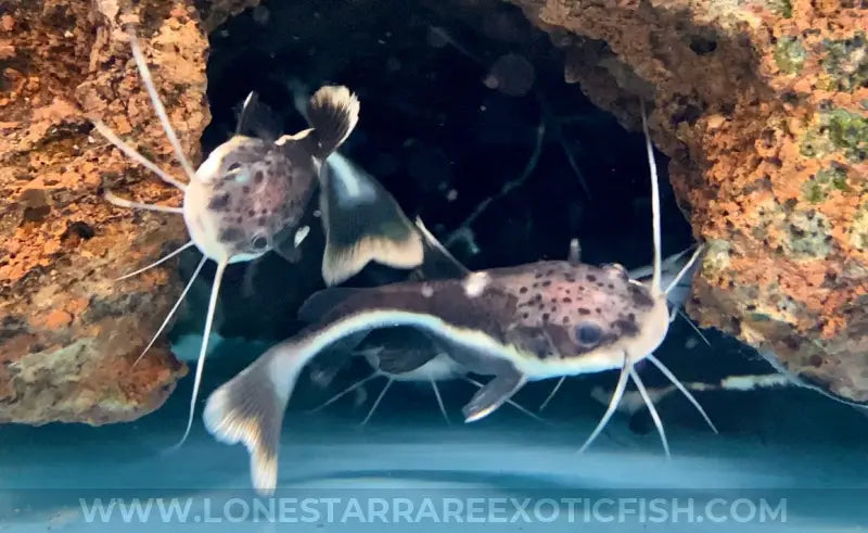 Redtail Catfish / Phractocephalus hemioliopterus For Sale Online | Lone Star Rare Exotic Fish Co.