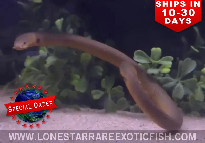 African ropefish (Erpetoichthys calabaricus) with its long eel-like body arched above the sand