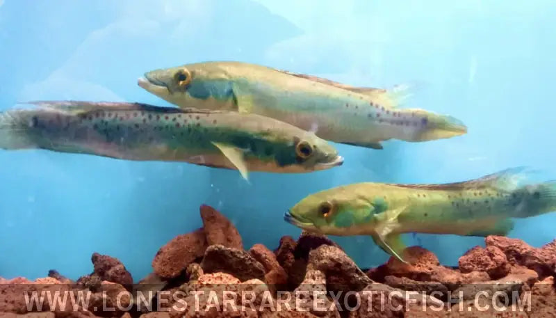 Rosemarie Pike Cichlid / Crenicichla Rosemariae Live Freshwater Tropical Fish for Sale Online