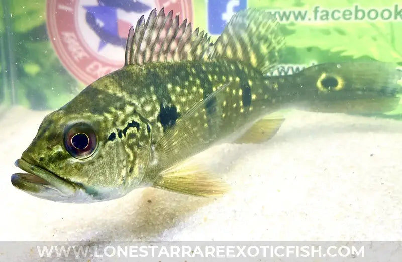Royal Pavon Peacock Bass For Sale Online | Lone Star Rare Exotic Fish Co.