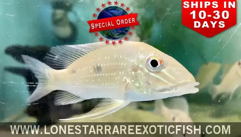 Satanoperca Daemon Cichlid / Satanoperca Daemon (special Order) Live Freshwater Tropical Fish for Sale Online