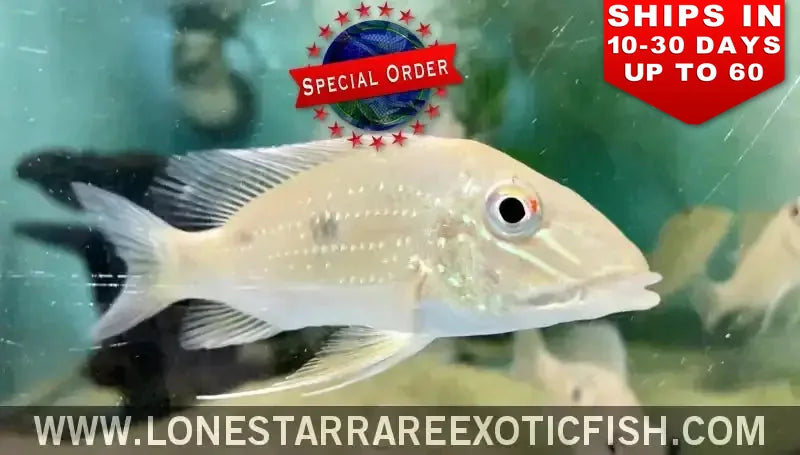 Satanoperca Daemon Cichlid / Satanoperca Daemon (special Order) Live Freshwater Tropical Fish for Sale Online
