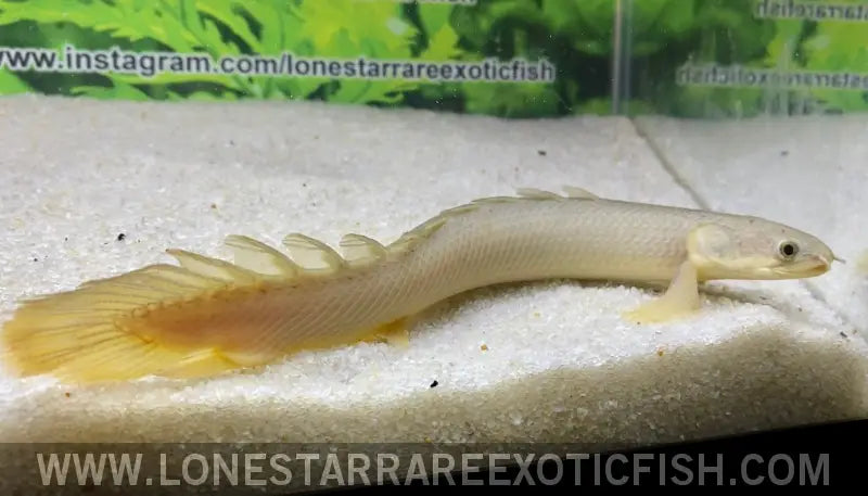 Senegal Bichir / Polypterus Senegalus ??ake Chad’ Live Freshwater Tropical Fish for Sale Online