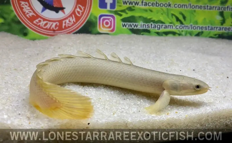 Senegal Bichir / Polypterus Senegalus ??ake Chad’ Live Freshwater Tropical Fish for Sale Online