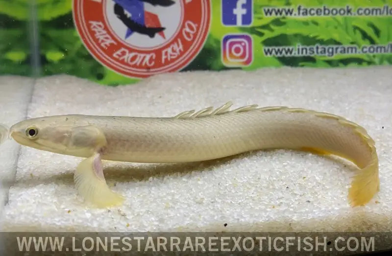 Senegal Bichir / Polypterus Senegalus ??ake Chad’ Live Freshwater Tropical Fish for Sale Online