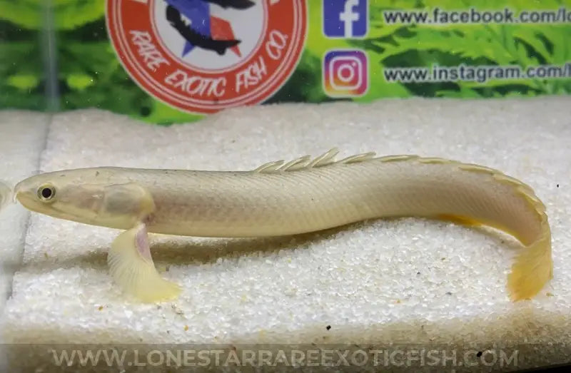 Senegal Bichir / Polypterus senegalus ‘Lake Chad’ For Sale Online | Lone Star Rare Exotic Fish Co.