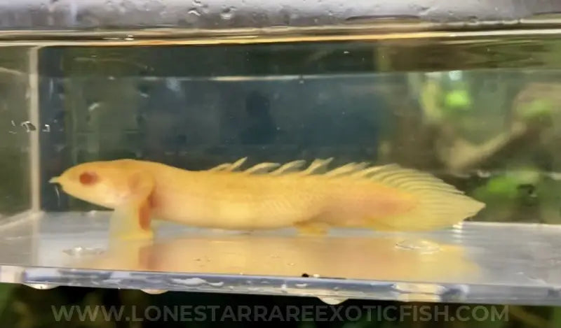 Short Body Albino Senegal Bichir For Sale Online | Lone Star Rare Exotic Fish Co.