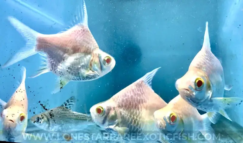 Short Body Albino Tinfoil Barb For Sale Online | Lone Star Rare Exotic Fish Co.
