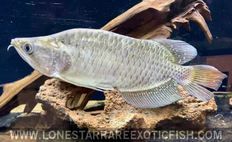 Short Body King Pearl Jardini Arowana / Scleropages Jardinii Live Freshwater Tropical Fish for Sale Online