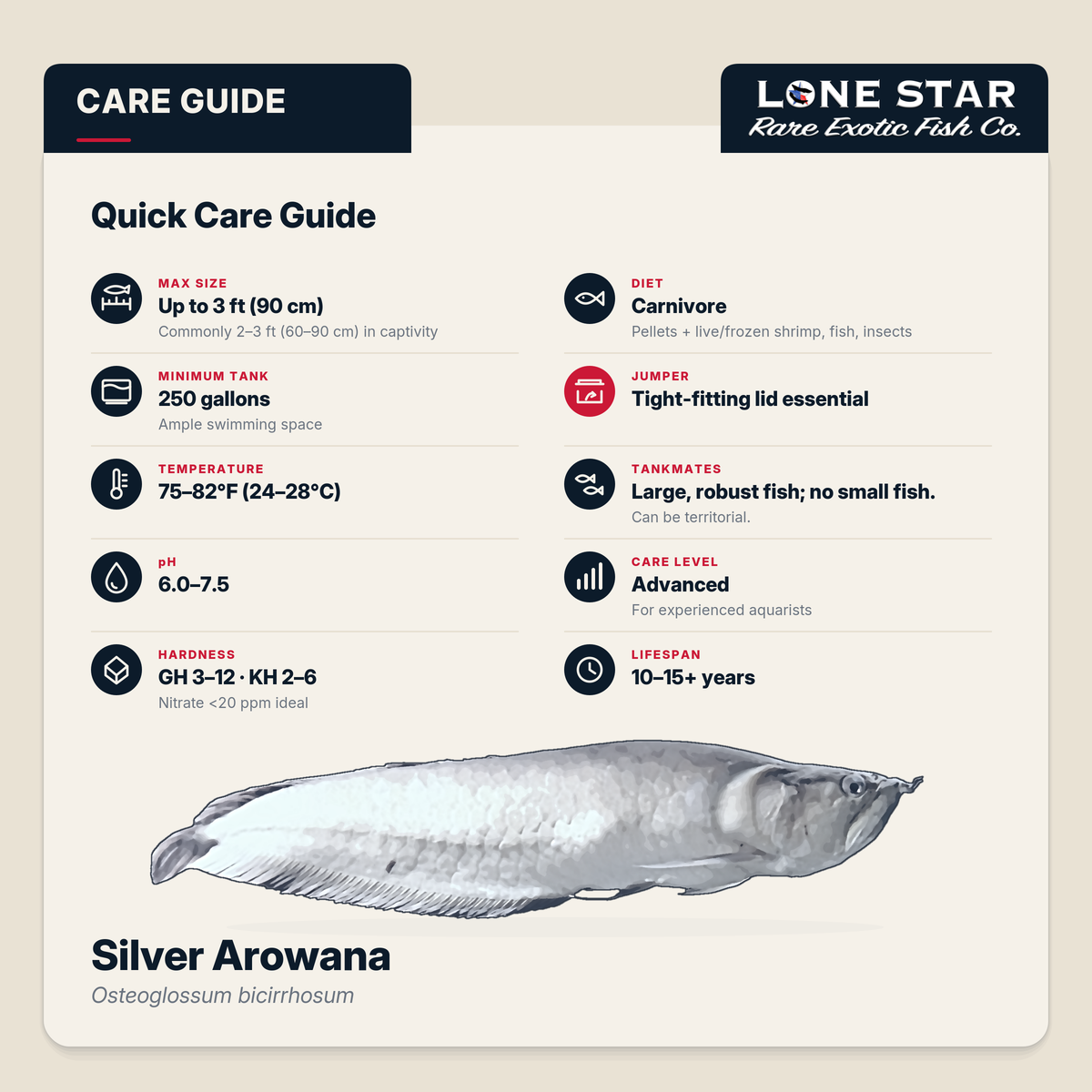 Silver arowana quick care guide