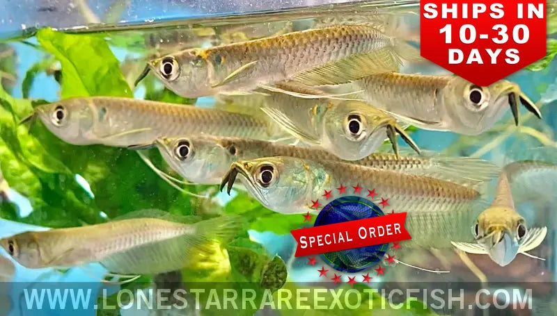 Silver Arowana / Osteoglossum Bicirrhosum (special Order) Live Freshwater Tropical Fish for Sale Online