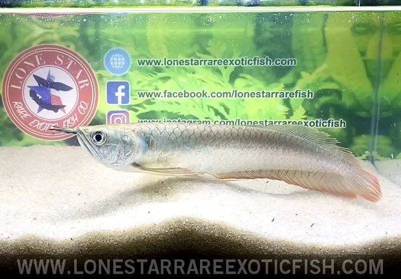 Silver Arowana / Osteoglossum Bicirrhosum Live Freshwater Tropical Fish for Sale Online