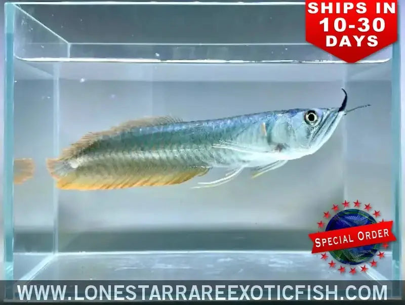 Silver Arowana / Osteoglossum Bicirrhosum (special Order) Live Freshwater Tropical Fish for Sale Online
