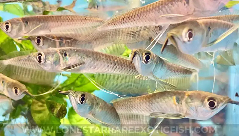 Silver Arowana / Osteoglossum bicirrhosum For Sale Online | Lone Star Rare Exotic Fish Co.