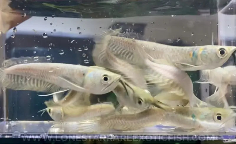 Silver Arowana / Osteoglossum bicirrhosum For Sale Online | Lone Star Rare Exotic Fish Co.