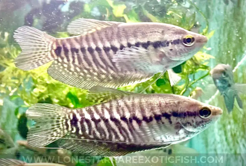 Snakeskin Gourami / Trichopodus pectoralis For Sale Online | Lone Star Rare Exotic Fish Co.