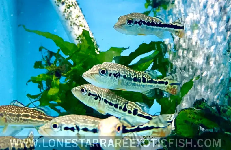 Snakeskin Peacock Bass / Cichla Sp. (pinima x Intermedia Hybrid) Live Freshwater Tropical Fish for Sale Online