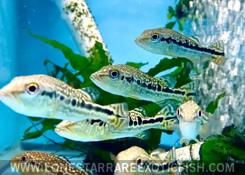 Snakeskin Peacock Bass / Cichla Sp. (pinima x Intermedia Hybrid) Live Freshwater Tropical Fish for Sale Online